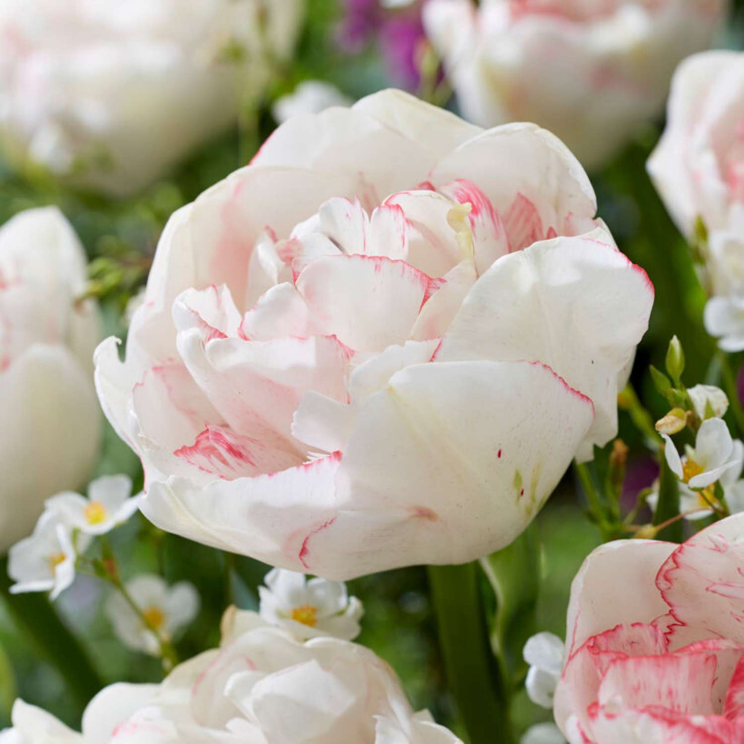 Tulipan 'Wild Romance'